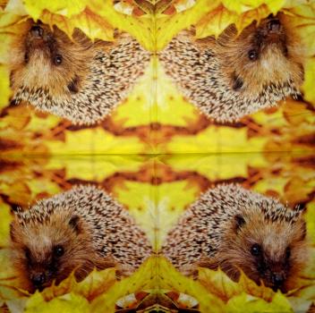 007 Animals Autumn - Ambiente